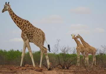 Giraffes face 'silent extinction' as population shrinks