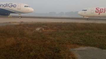 Close call for Indigo, SpiceJet aircraft, came head to head at Delhi's IGI 