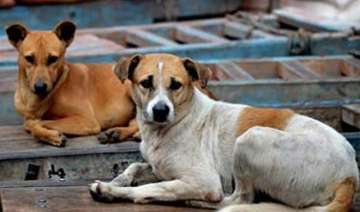 Delhi Police, Murder Mystery, Street Dog