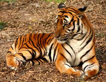 India lost over 100 tigers this year