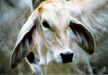 Banning cow slaughter is up to states, says Supreme Court