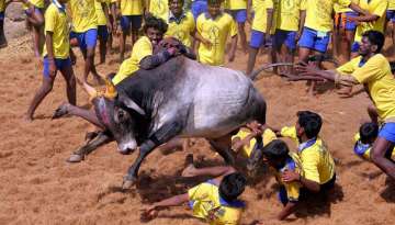 SC rejects plea to allow Jallikattu, says ‘can’t deliver verdict before Pongal’