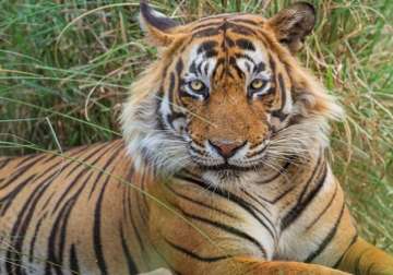 Tiger population booms in Uttarakhand’s Terai region