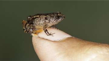 Meet the Miniature Frog that can fit on your Thumb