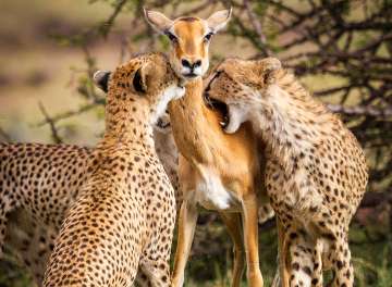 Photographs capturing cheetah kill were taken by Alison Buttigieg