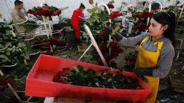 Cops in Colombia romance of valentine's day,