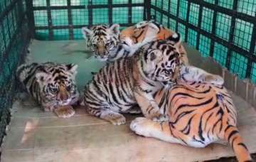 Dummy mummy, rescue of three orphaned cubs, tigers