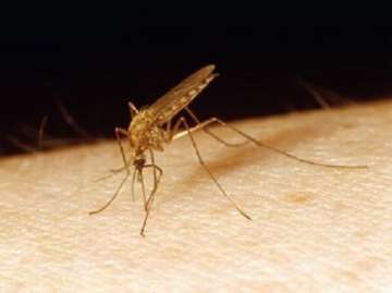 Malaria causing superbugs may enter India, warns study