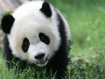 Do you know why Pandas are black and white