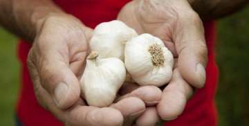 Stay Away from Garlic If You’re Suffering From Any of These 7 Health Problems! 