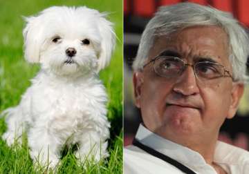Salman Khurshid duped of Rs 59,000 while trying to buy puppies online