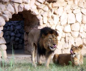 Crackdown on slaughterhouses forces lions, tigers to survive on white meat