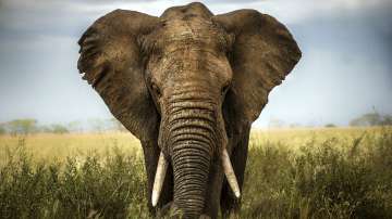 African elephants sleep the least of all animals