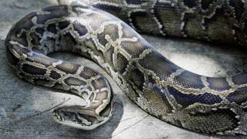 Indonesia, Python, Snake