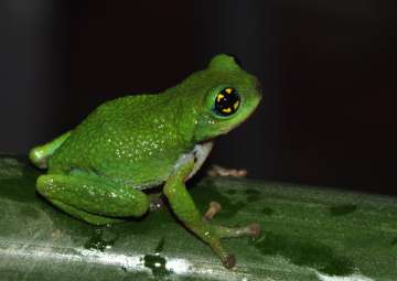 An Indian frog to help fight flu? 