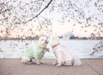 This dog couple’s ‘Engagement Photoshoot’ will melt your heart! 