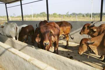 Rajasthan imposes 10 pc cow cess on stamp duty for cow protection