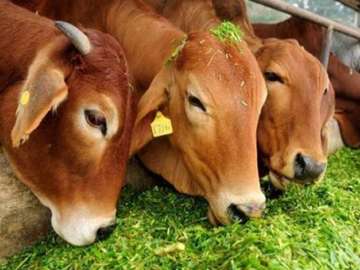 99.38% Indians now live in areas under cow-protection laws