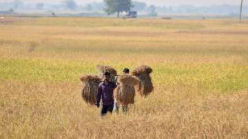 Analysts see farm loan waivers touching 2 per cent of GDP by 2019 polls