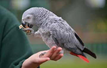 A 40-year-old parrot named Rambo cried “Let me out!” (Representational Image)