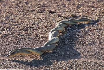 Sex obsession is killing male snakes, study reveals 