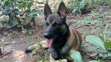 Sniffer dog runs 12 km, helps nab murder accused in Karnataka