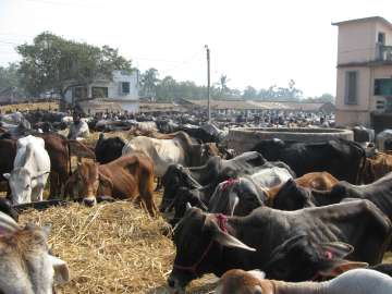 Madras HC grants four-week stay on Centre’s ban on sale of cattle for slaughter