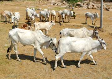 Representational pic - TMC slams Centre for banning sale of cattle for slaughter