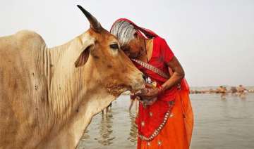 Rajasthan HC has asked the Centre to declare cow as the national animal