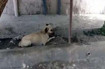 Dog sentenced to death in Pakistan for biting child