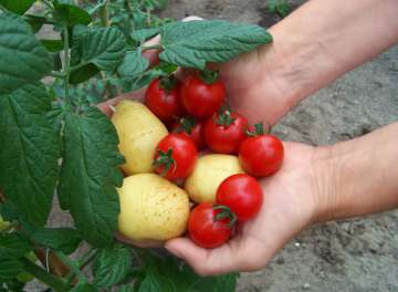 Be careful while eating potatoes, tomatoes.