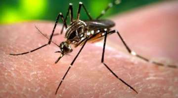 Delhi reports over 600 cases of malaria, chikungunya and dengue