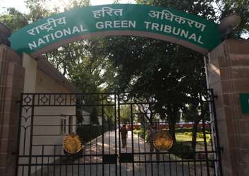  NGT seeks report on cattle blood flowing into Yamuna 