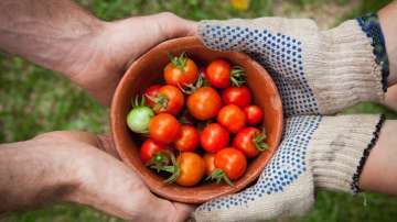 tomato stomach cancer