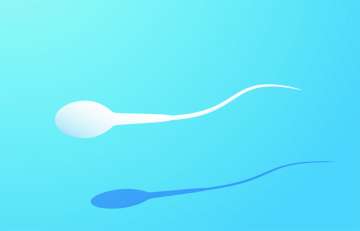 Why a sperm has bendy tail? 