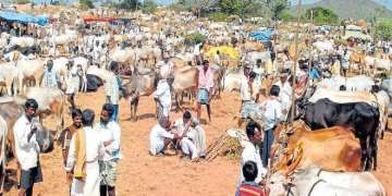 Cattle trade at animal markets