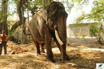 gajraj elephant wildlife sos rescue