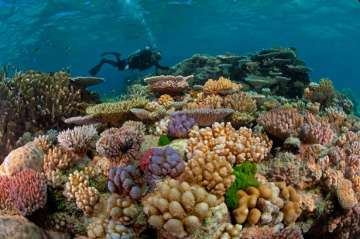 The Great Barrier Reef, coral reef, lifestyle