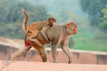 monkey HIV vaccine