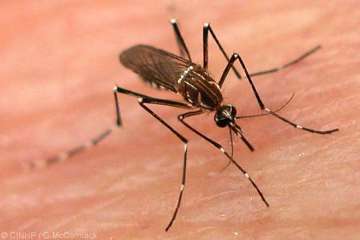 18,760 dengue cases reported in country