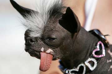 world's ugliest dog competition held in california