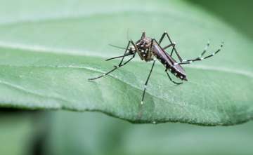 mosquitoes role in ecosystem