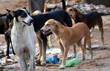 mandya dead baby girl's body dragged by dogs