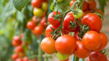 tomatoes skin cancer risk
