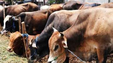 Govt sets up panel for research on benefits of cow