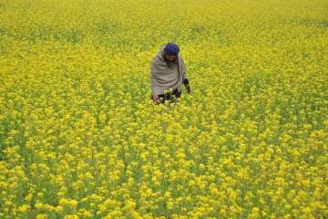 Take considered view on allowing GM mustard crop, SC tells govt 