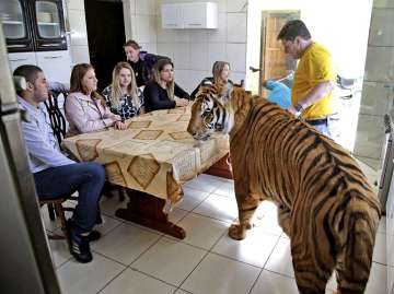 seven tigers brazilian family