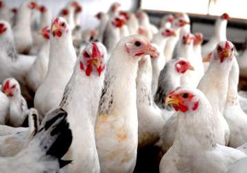 indian poultry farms antibiotic resistance