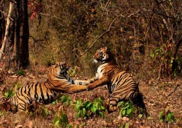 Report says villagers near Pilibhit Tiger Reserve sending elders as prey