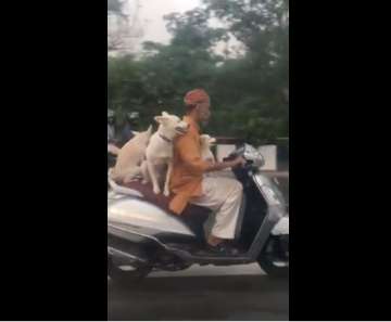 delhi man three dogs on scooter viral video